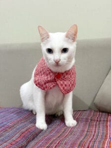 Hibla Pet Bib — Kantarines & Binakol Weave