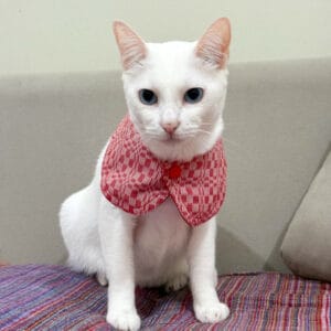 Hibla Pet Bib — Kantarines & Binakol Weave